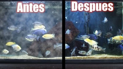 Cómo limpiar y mantener el agua del acuario